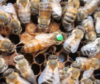 Buckfast Bienen Bienenköniginnen Königinnen F1 Baden-Württemberg - Bad Saulgau Vorschau