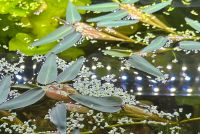 Schwimmreis (Hygroryza aristata) Hessen - Merenberg Vorschau