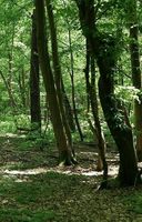 Suche Wald / Waldgrundstück / Acker / Forst Brandenburg - Cottbus Vorschau