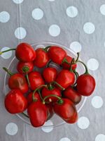 20 Chilisamen Rocoto Manzano Rot Frankfurt am Main - Kalbach-Riedberg Vorschau