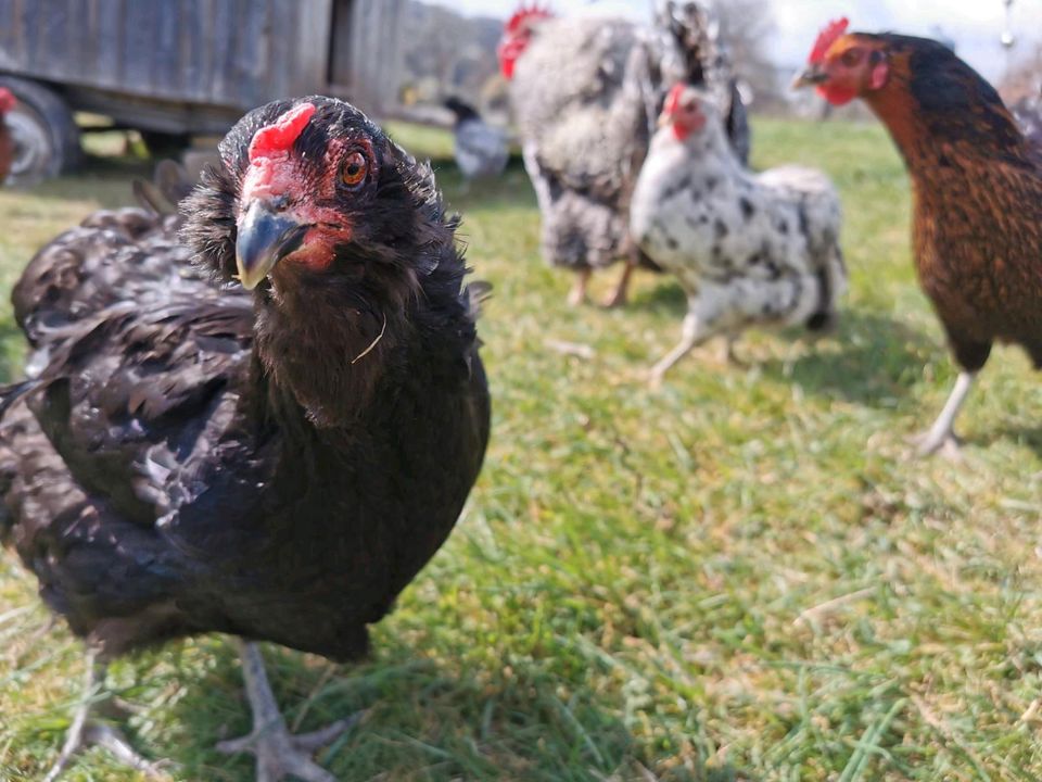 Suchen Grundfläche zur Pacht für unsere Hühner in Bruchsal