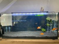 180l Aquarium mit 3 Goldfischen Rheinland-Pfalz - Sattelmühle Vorschau