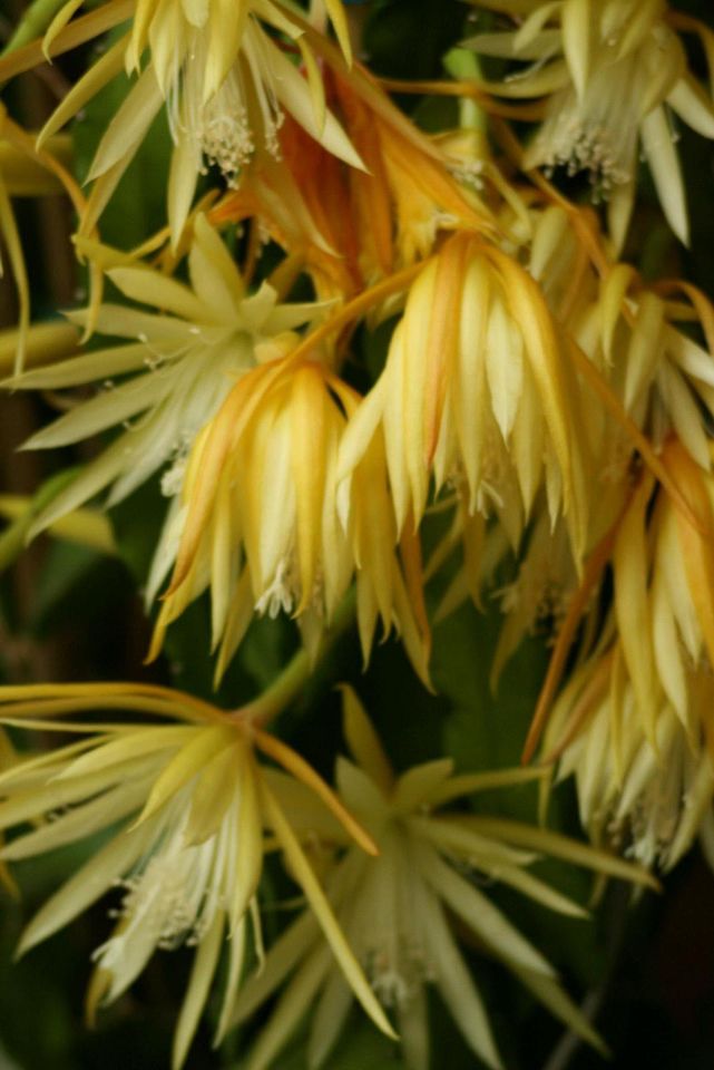 Epi, Epiphyllum, Blattkaktus Frühlingsgold duftender Massenblüher in Essen