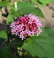 China Losbaum 40-60cm - Clerodendrum bungei Niedersachsen - Bad Zwischenahn Vorschau