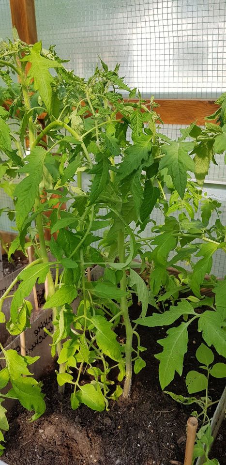 Tomatenpflanzen Pflanzen versch. Sorten Groß aus Gewächshaus in Göttingen