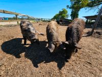 Mangalitza Wollschweine 75% Niedersachsen - Hesel Vorschau