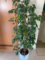 Zimmerpflanze Ficus Benjamini 1,6m hoch mit Übertopf Baden-Württemberg - Ochsenhausen Vorschau