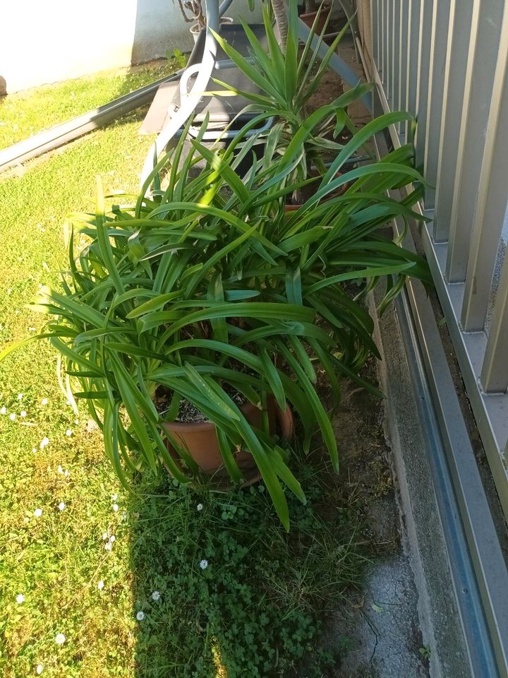 Winterharte Pflanzen und Sträucher für den Garten in Bad Dueben