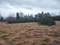 Fichten Brennholz astholz Osterfeuer Stammholz zu verschenken Niedersachsen - Hessisch Oldendorf Vorschau