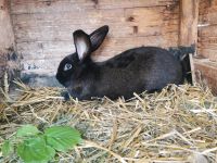 Hasen bock - stall Hasen Hessen - Calden Vorschau