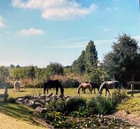 Urlaub mit Pferd auf dem Pferdehof Bad Doberan - Landkreis - Elmenhorst/Lichtenhagen Vorschau