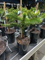 Araucaria araucana Araukarie Chilenische Schmucktanne 40-50cm Nordrhein-Westfalen - Nordkirchen Vorschau