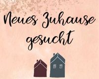 Wir suchen Haus/Doppelhaushälfte zur Miete in Haselünne/Eltern Niedersachsen - Haselünne Vorschau