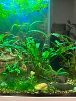 Aquariumpflanzen. Vallisneria, Ceratophyllum, Cryptocoryne Duisburg - Duisburg-Süd Vorschau