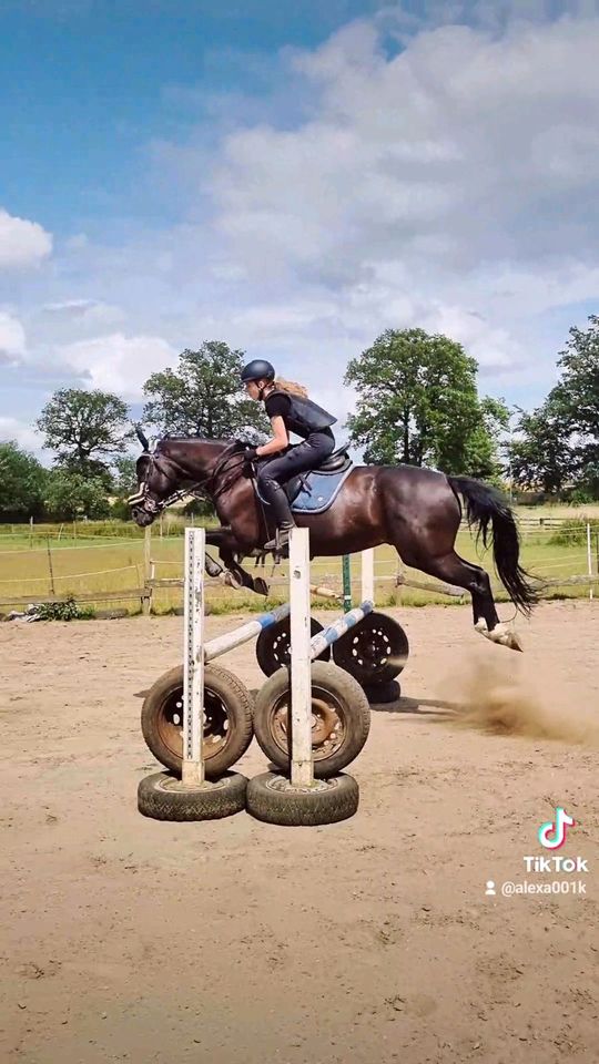 Wallach sucht nette Reitbeteiligung in Reken