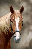 Ich suche Pferd  zum Wochenende  reiten kann Essen-West - Frohnhausen Vorschau