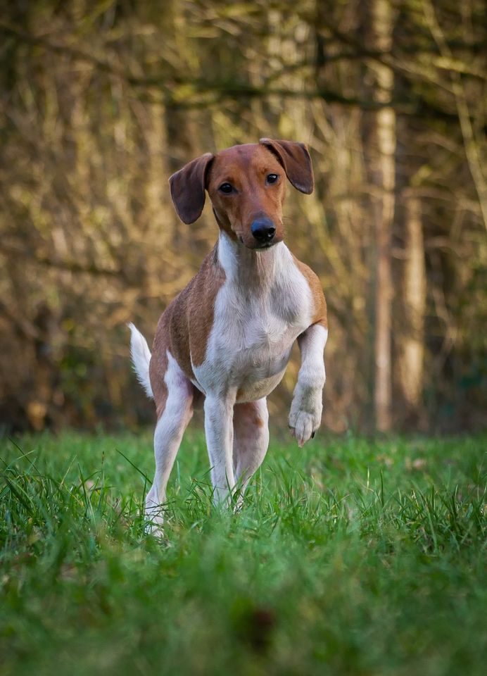 Terrier Theo sucht ein Zuhause in Bülstedt