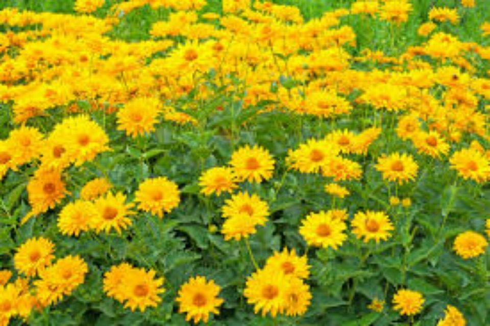 gr. Töpfe Sonnenauge Heliopsis scabra Bienenweide in Appel