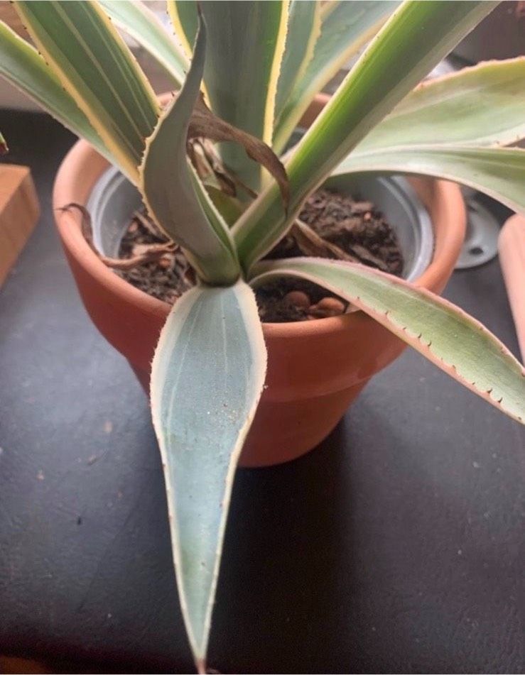 Agave Vivipara Marginata Ableger zu verkaufen in Eichendorf