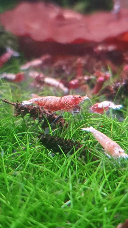 Red Bolt Garnele, Taiwan Bee, Caridina sp. in Perleberg