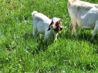 Reinrassiger Burenbock Rheinland-Pfalz - Daun Vorschau