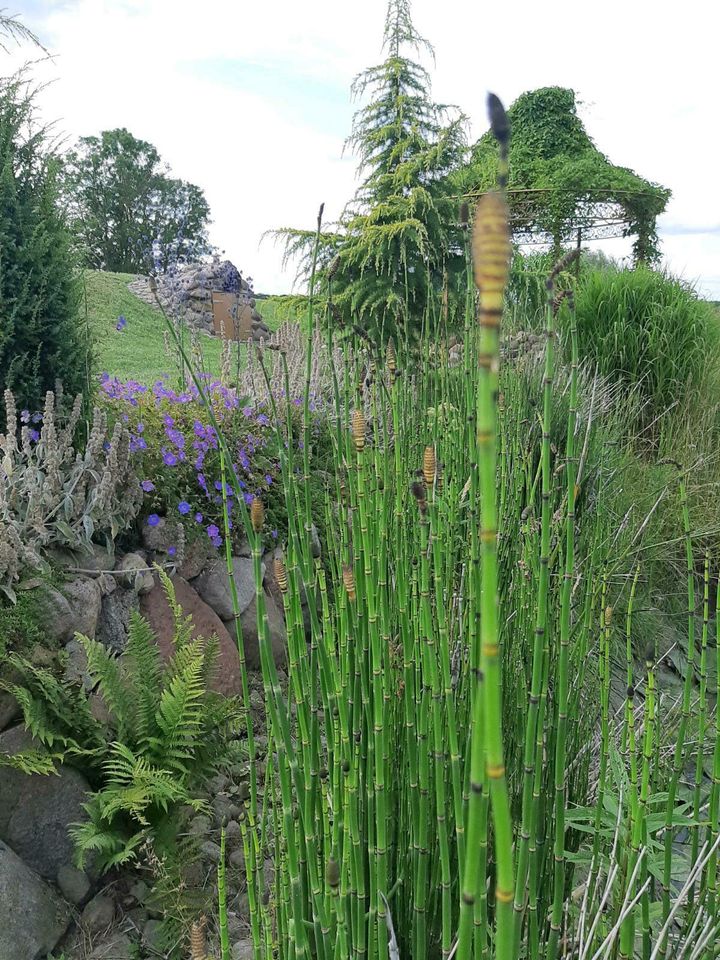 Riesenschachtelhalm Sichtschutz lmmergrüne Hecke Winterh Garten in Malliß