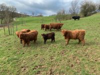 Highland cattle, Hochlandrind, Schottisch, Färse, Bulle Nordrhein-Westfalen - Hennef (Sieg) Vorschau