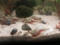 Triops Eier Sand Longicaudatus Hessen - Kassel Vorschau