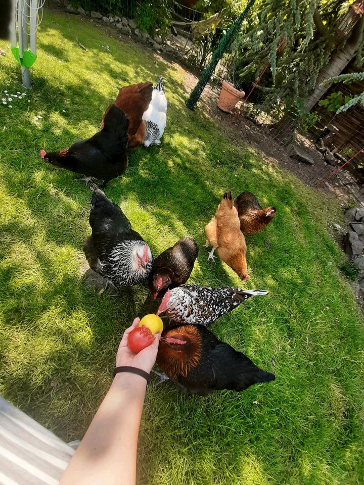 Frische Eier von glücklichen Hühnern in Herne