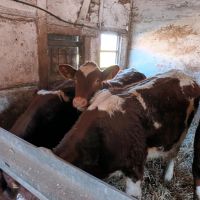 Rinder Maine Anjou rotbunt Fresser Kühe Weiderinder Nordrhein-Westfalen - Hamm Vorschau