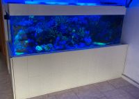 Schuran Acryl Aquarium Duisburg - Neumühl Vorschau