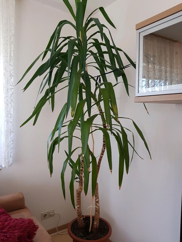Zimmerpflanze yukka palme in Forst