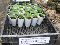 Griechische Erdbeerpflanzen Rheinland-Pfalz - Callbach Vorschau