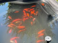 Schöne Goldfische abzugeben Bayern - Parsberg Vorschau