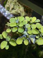 Schwimmpflanze „Froschbiss“ für Aquarium oder Teich Baden-Württemberg - Wolfschlugen Vorschau