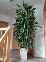 Zimmerpflanze „duftender Drachenbaum“ Niedersachsen - Edewecht Vorschau