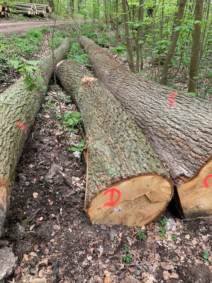 Lohnsägen Lohnschnitt Bauholz Sägewerk Schnittholz in Bad Vilbel