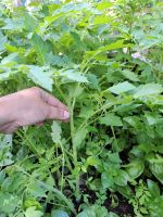 Tomaten Jungpflanzen Berlin - Reinickendorf Vorschau