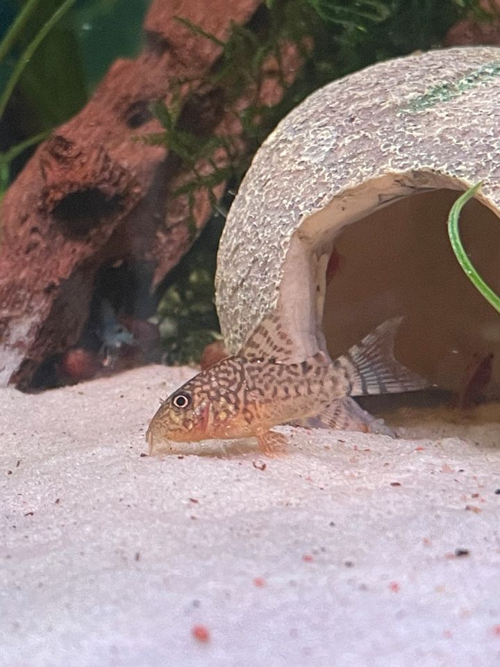 Panzerwelse Corydoras Sterbai Orangeflossenpanzerwels in Emstek