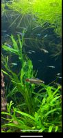 vietnamesische Kardinalfische Tanichthys micagemmae Nanofische Lindenthal - Köln Sülz Vorschau