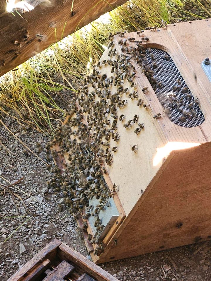 Bienenschwarm gesehen? Bienen Bienenschwarm Bienentraube in Münnerstadt