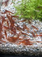 Aquarium, rote Zwerggarnelen Neocaridina red Nordrhein-Westfalen - Selm Vorschau