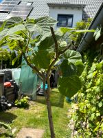 Blauglockenbaum paulownia Bayern - Inchenhofen Vorschau