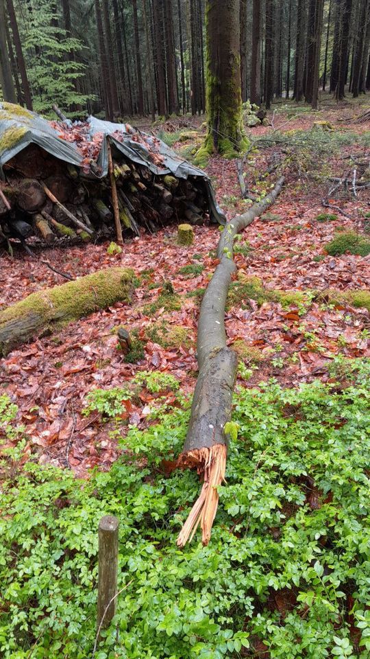 Brennholz, Meter, Fichte, Buche, Bruch in Furth im Wald