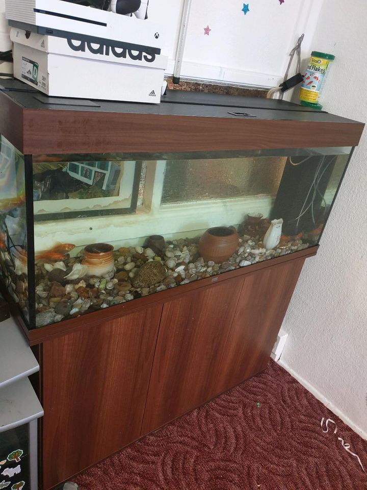 11 Fische mit Aquarium für ein günstige Preis in Potsdam