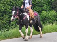 Barockpinto-Stute  -Wanderreitpferd Rheinland-Pfalz - Urbach Westerw Vorschau