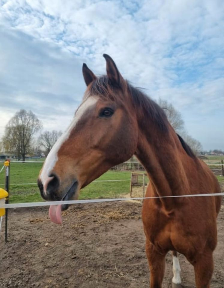 Wallach mit Traumcharakter in Berlin