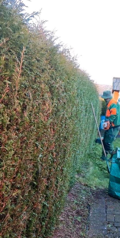 Heckenschnitt Hecke schneiden Heckenfeinbeschnitt Strauchschnitt in Iserlohn