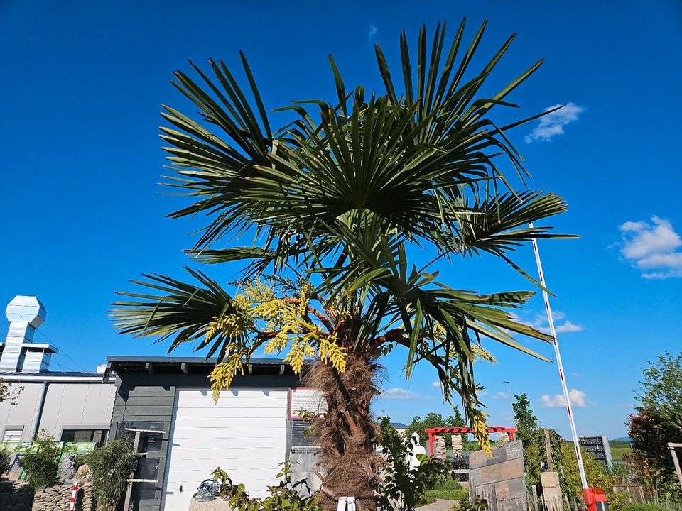 Palme   XXL 2.9m Einzelstück Chamaerops in Grettstadt