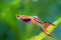 20 Guppy Endlerguppy Sachsen - Machern Vorschau